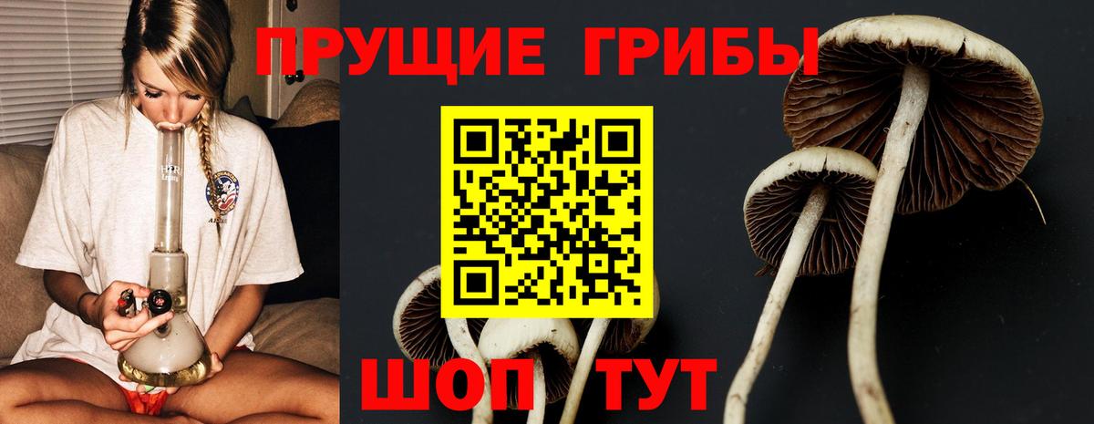 Балашиха  закладки  Вход с VPN  Псилоцибиновые грибы Psilocybe 